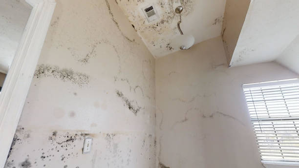 Forensic Mold Investigation in Cementon, PA