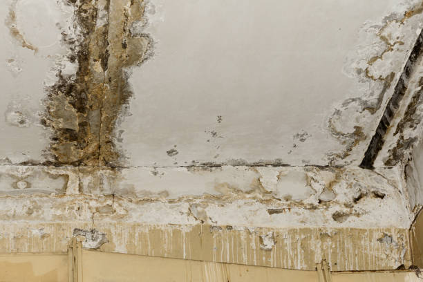 Best Water Damage & Mold Remediation  in Cementon, PA