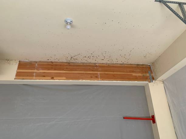 Mold Remediation for Rental Properties