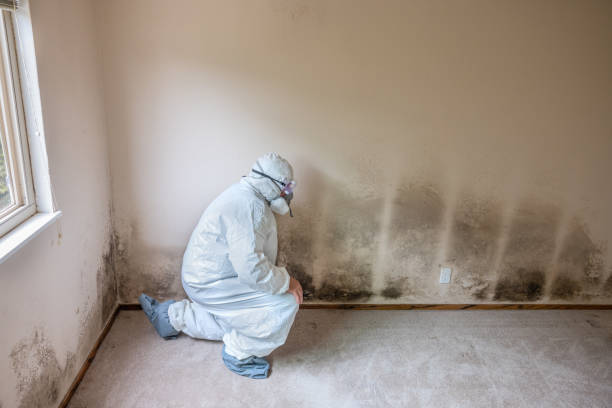 Mold Removal for HVAC Installations in Cementon, PA